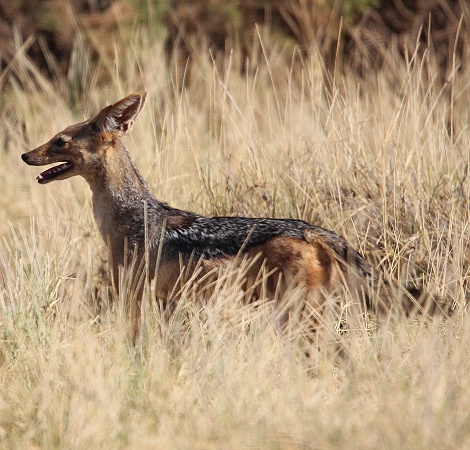 Schabrackenschakal jagt Nilgrasratten