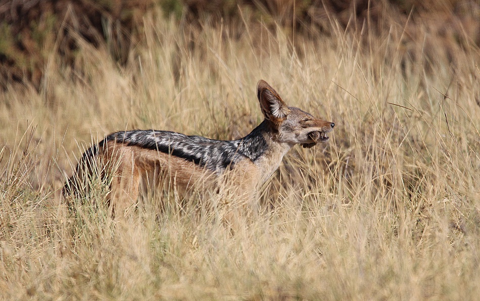 Schabrackenschakal jagt Nilgrasratten