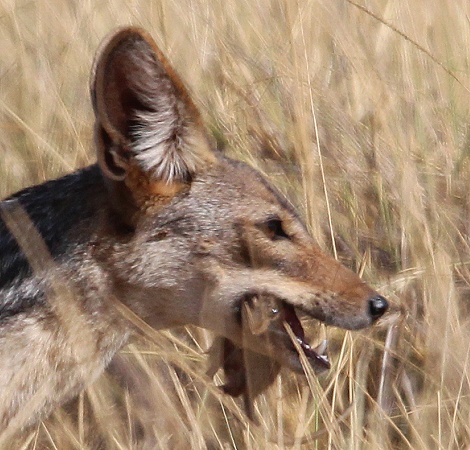 Schabrackenschakal jagt Nilgrasratten