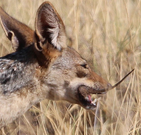 Schabrackenschakal jagt Nilgrasratten