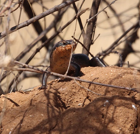Short-Necked Skink, Mabuya brevicollis; M&auml;nnchen 