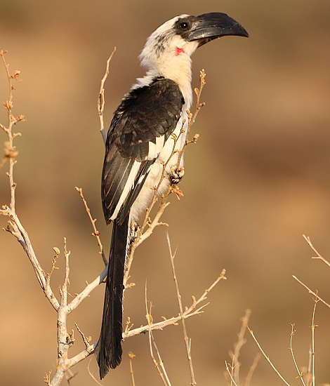 Von der Deckens Toko im Samburu