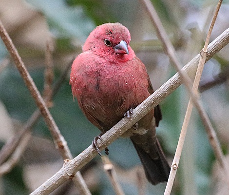 Black bellied firefinch