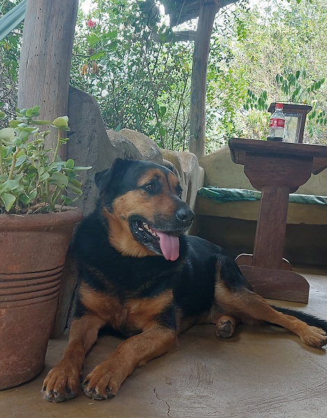 Die Hunde auf Sandai