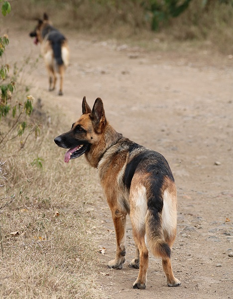 Die Hunde auf Sandai