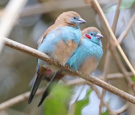 Schmetterlinksfinken