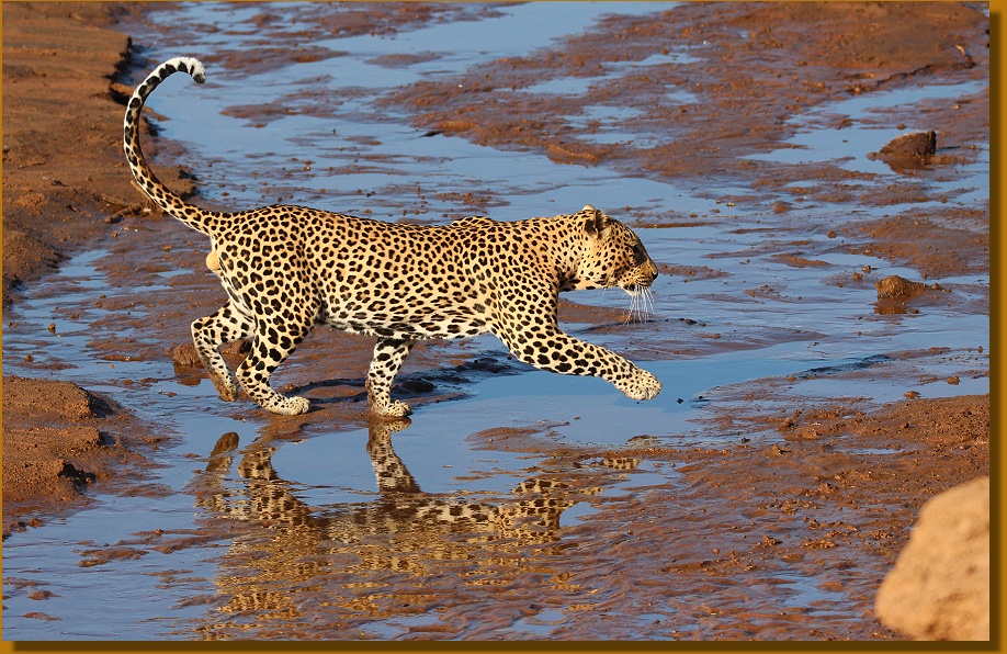 gro&szlig;es Leoparden M&auml;nnchen am Ewaso Ngiro River