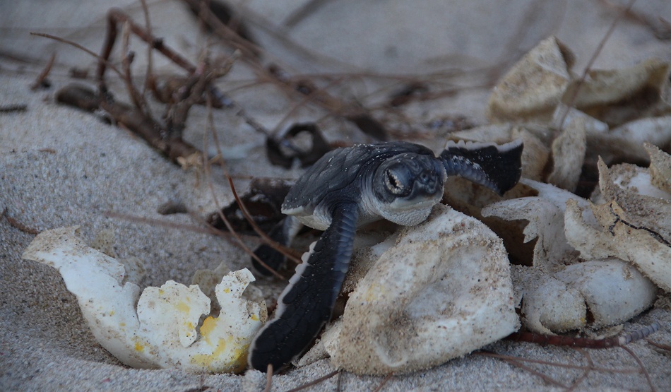 frisch geschl&uuml;pfte Gr&uuml;ne Meeresschildkr&ouml;ten werden in den INdischen Ozean entlassen, Jumba Ruins Beach