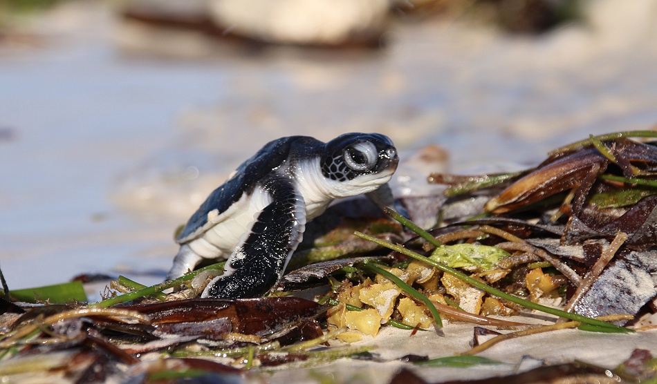 frisch geschl&uuml;pfte Gr&uuml;ne Meeresschildkr&ouml;ten werden in den INdischen Ozean entlassen, Jumba Ruins Beach