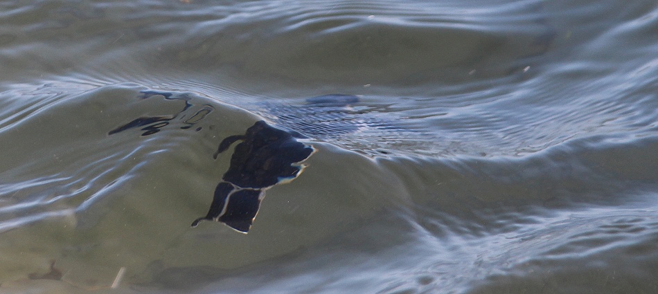frisch geschl&uuml;pfte Gr&uuml;ne Meeresschildkr&ouml;ten werden in den INdischen Ozean entlassen, Jumba Ruins Beach