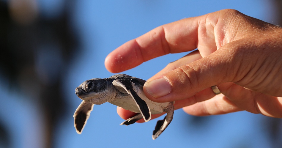 frisch geschl&uuml;pfte Gr&uuml;ne Meeresschildkr&ouml;ten werden in den Indischen Ozean entlassen, Jumba Ruins Beach