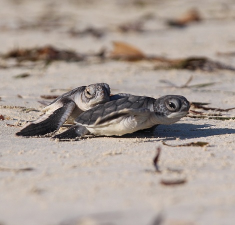 frisch geschl&uuml;pfte Gr&uuml;ne Meeresschildkr&ouml;ten werden in den INdischen Ozean entlassen, Jumba Ruins Beach