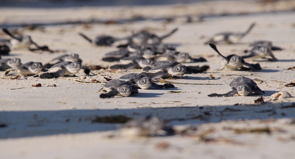 frisch geschl&uuml;pfte Gr&uuml;ne Meeresschildkr&ouml;ten werden in den INdischen Ozean entlassen, Jumba Ruins Beach