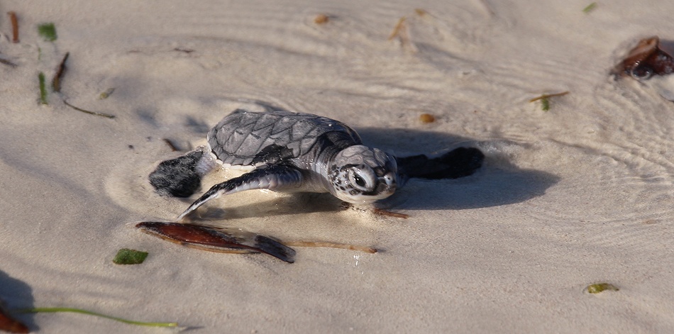 frisch geschl&uuml;pfte Gr&uuml;ne Meeresschildkr&ouml;ten werden in den INdischen Ozean entlassen, Jumba Ruins Beach