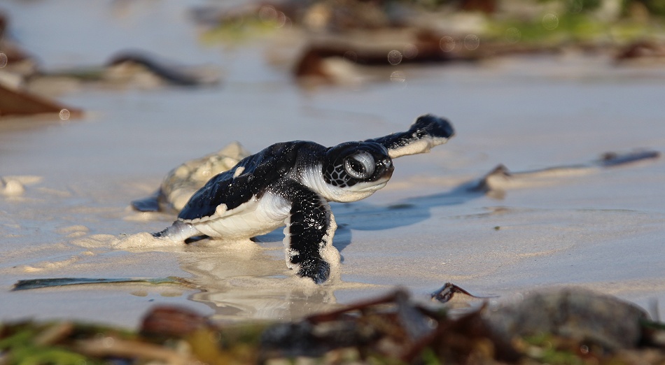 frisch geschl&uuml;pfte Gr&uuml;ne Meeresschildkr&ouml;ten werden in den INdischen Ozean entlassen, Jumba Ruins Beach