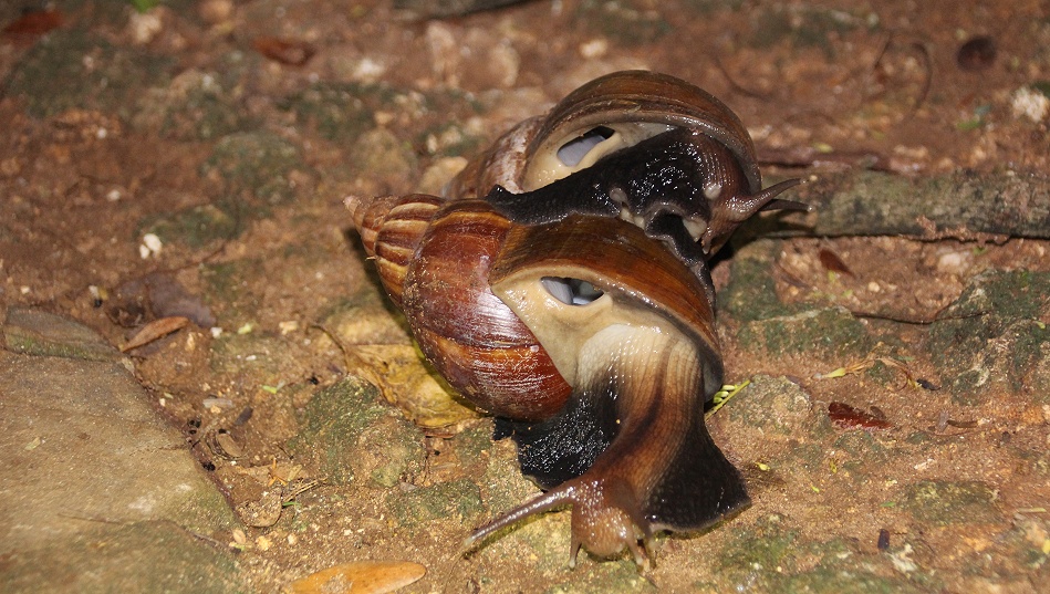 Achatschnecken