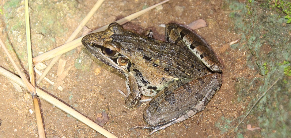 Anchietae Grassfrosch