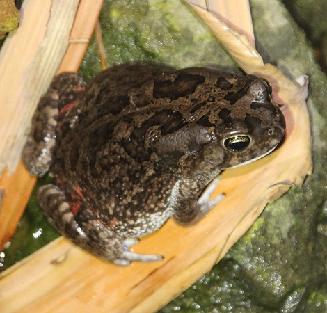 Sclerophrys gutturalis
