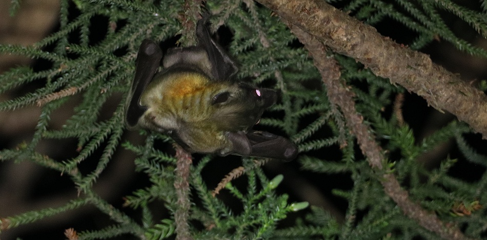 Palmenflughund (Eidolon helvum)