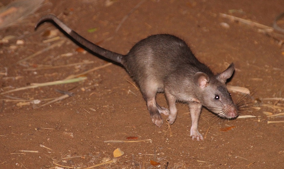 Hamsterratte