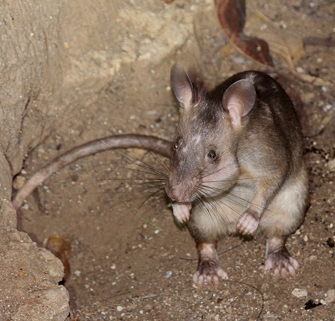 Hamsterratte