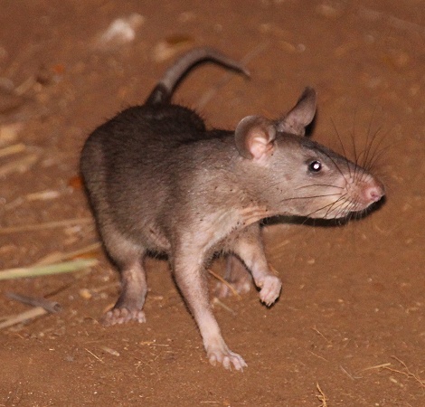 Hamsterratte