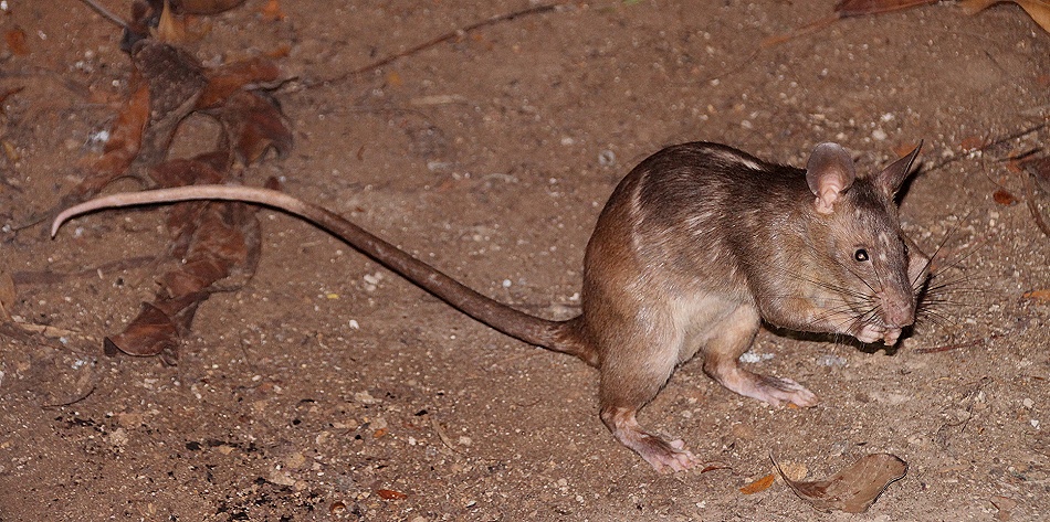 Hamsterratte