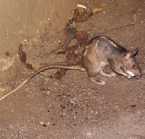 Hamsterratte