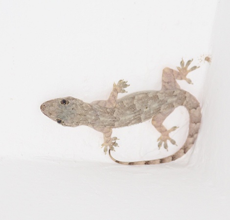 Hausgecko