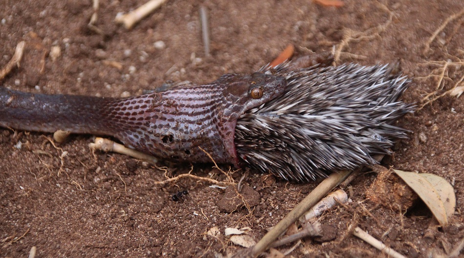 Hausschlange frisst Igel
