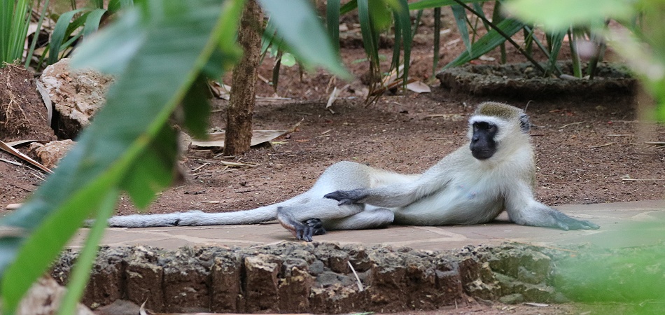 Grüne Meerkatzen