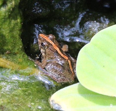 Zwergfrosch