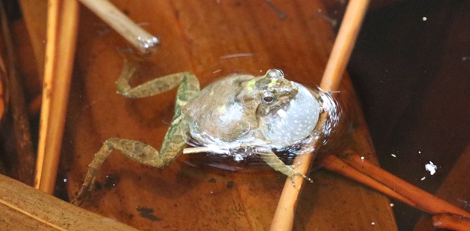 Zwergfrosch