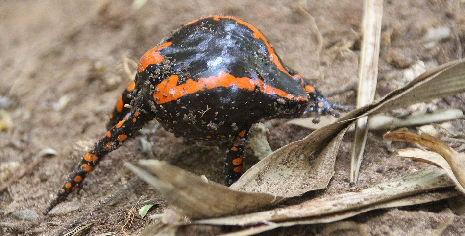 Roter Wendehalsfrosch, giftig