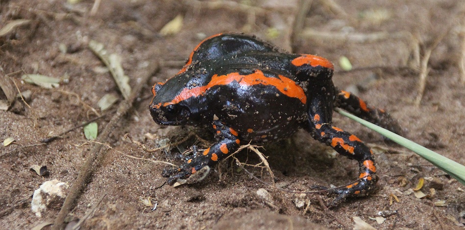 Roter Wendehalsfrosch, giftig