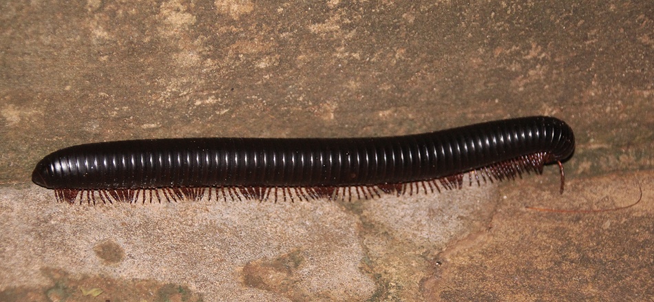 Archispirostreptus gigas