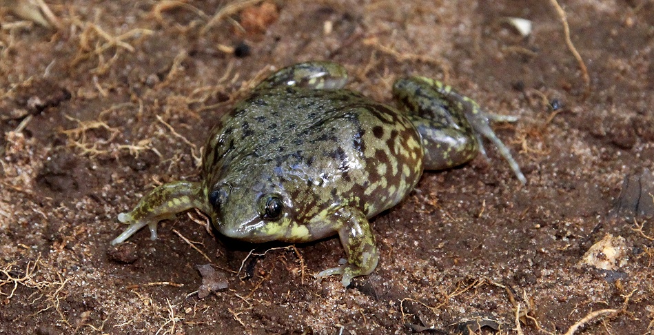 Marmorierter Ferkelfrosch