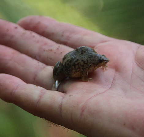Marmorierter Ferkelfrosch