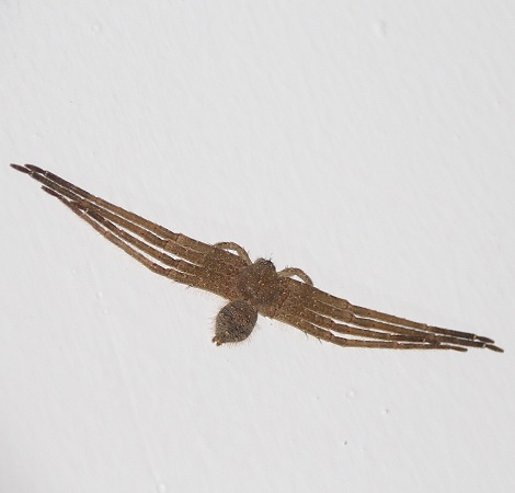 Spinne