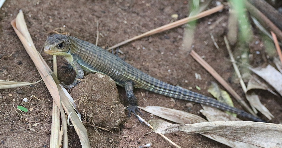 Sudan Schildechse