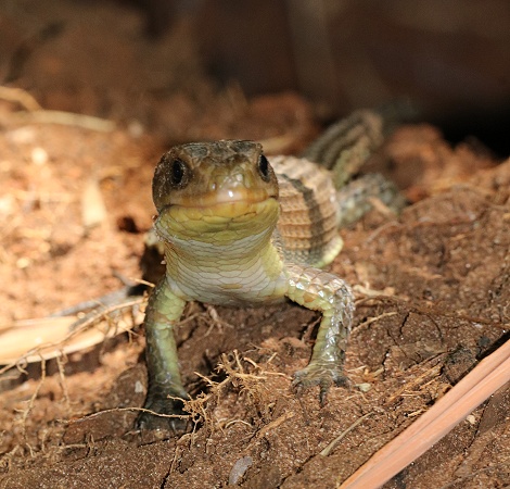 Sudan Schildechse
