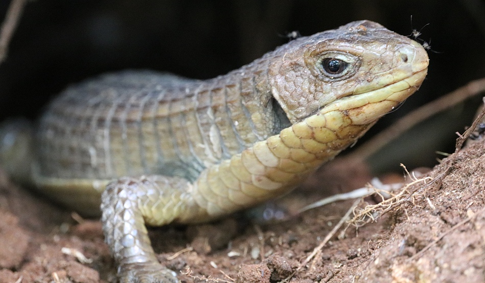Sudan Schildechse