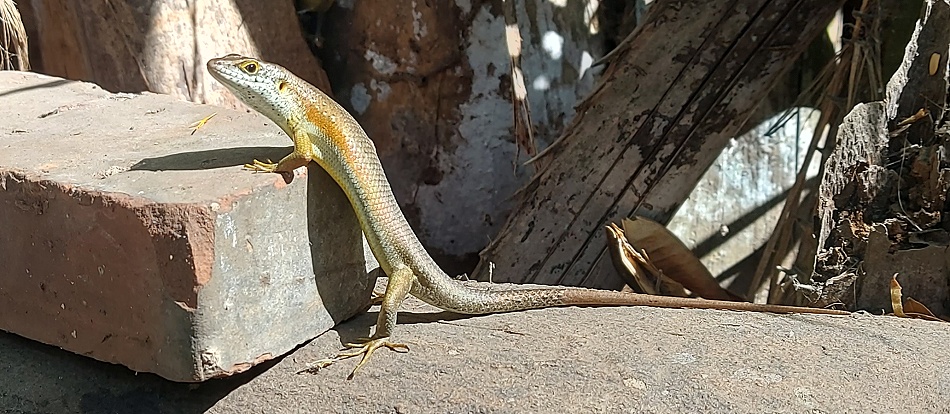 Trachylepis maculilabris