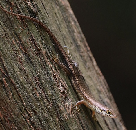 Trachylepis maculilabris
