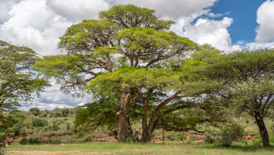 Ol Gaboli Camp - Laikipia