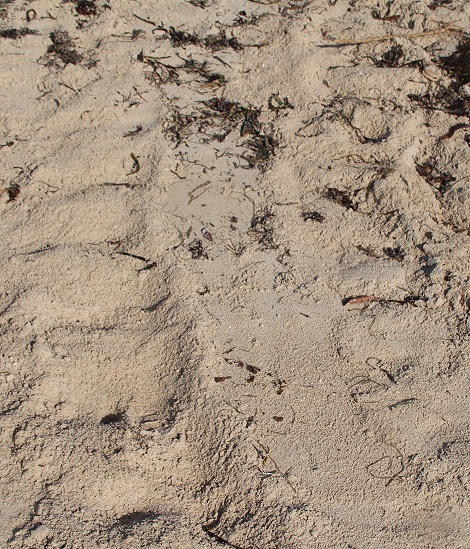 Meeresschlidkr&ouml;tenspuren im Sand am Strand