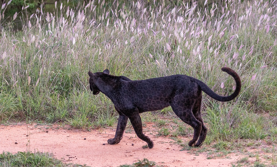 Black Leopard, Giza Mrembo; Laikipia