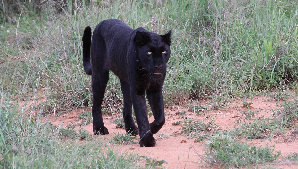 Black Leopard, Giza Mrembo; Laikipia