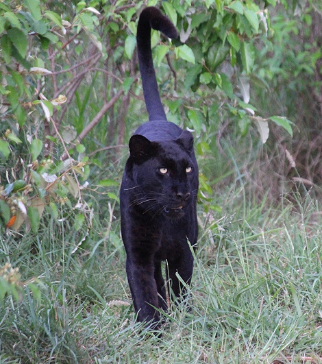 Black Leopard, Giza Mrembo; Laikipia