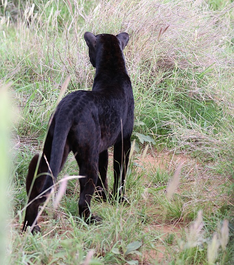 Black Leopard, Giza Mrembo; Laikipia